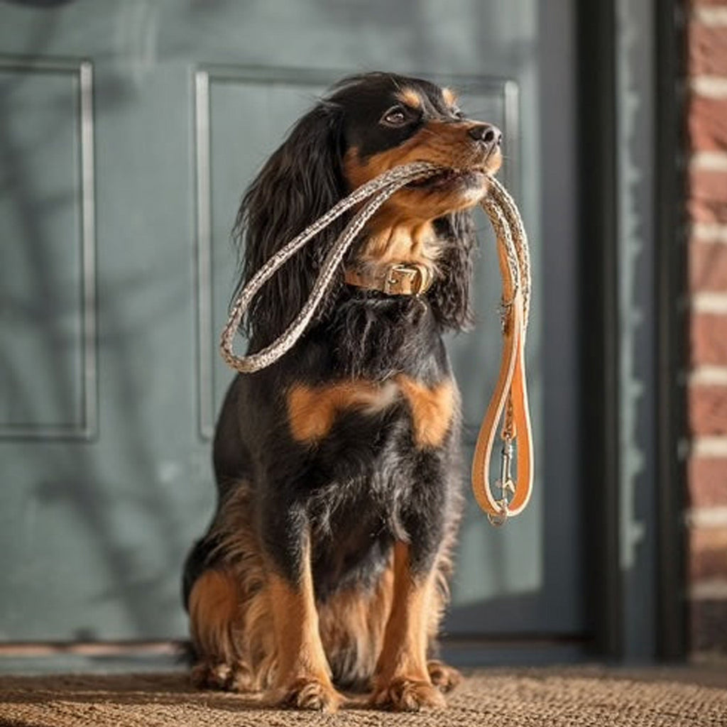 Herdwick Collar - Slickers ◊ Doghouse