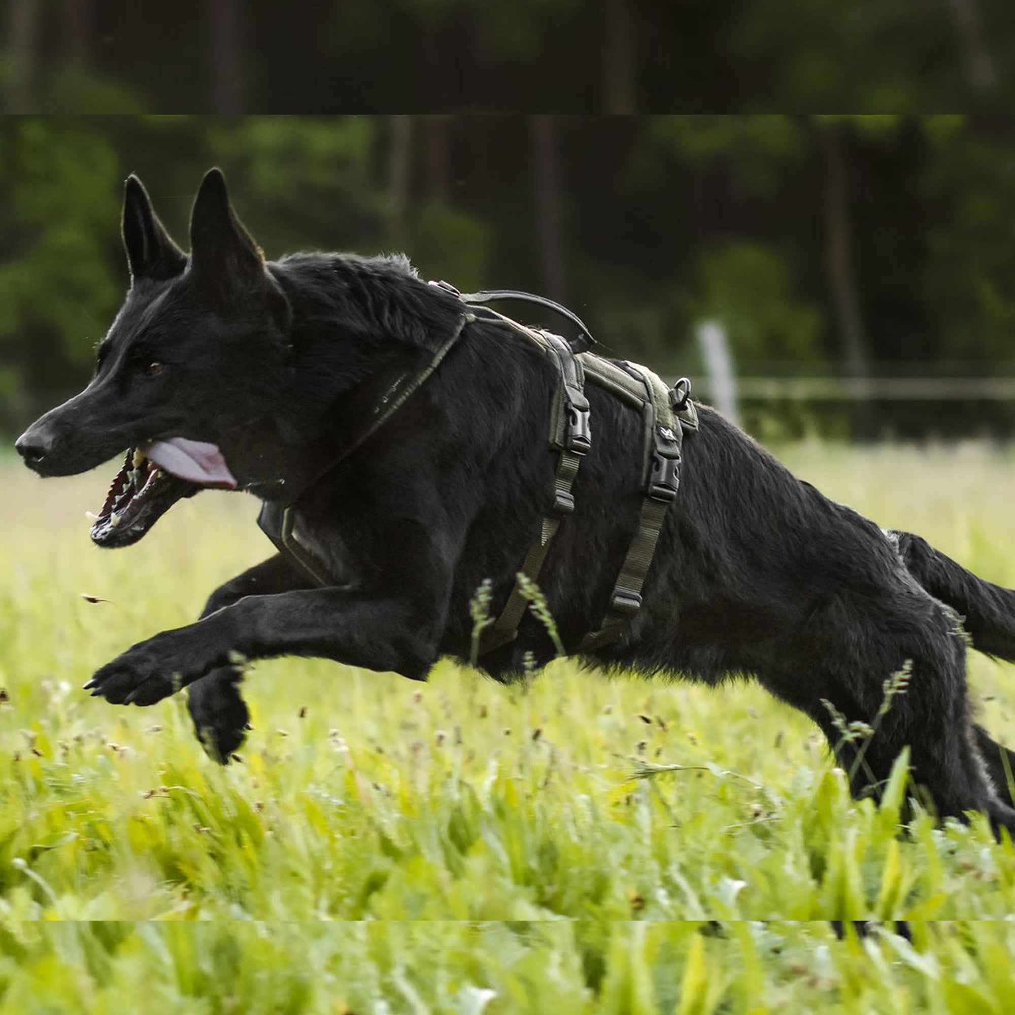 Line Harness Long WD Pet Shop – Slickers ◊ Doghouse