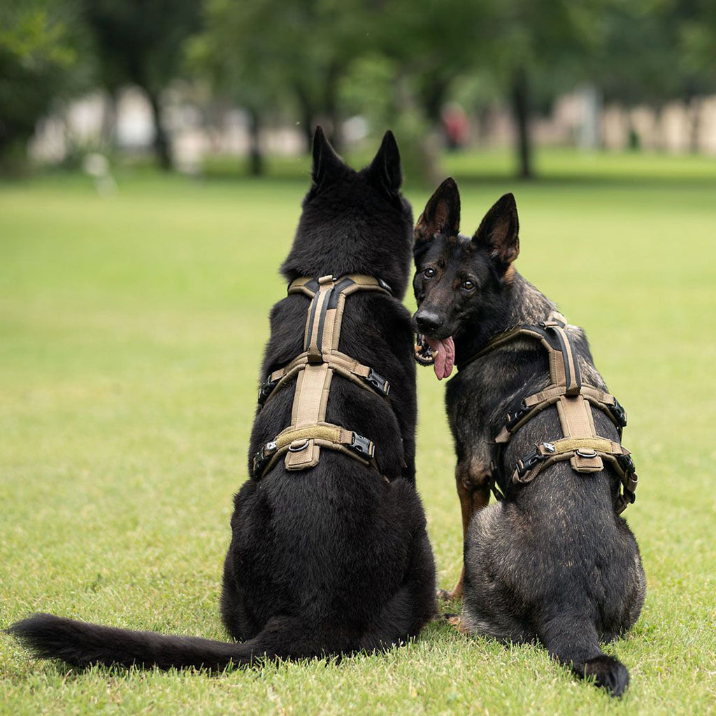Line Harness Long WD - Slickers ◊ Doghouse