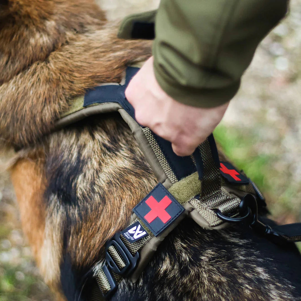 Dog wearing a harness with a visible brand logo, held by a person outdoors.