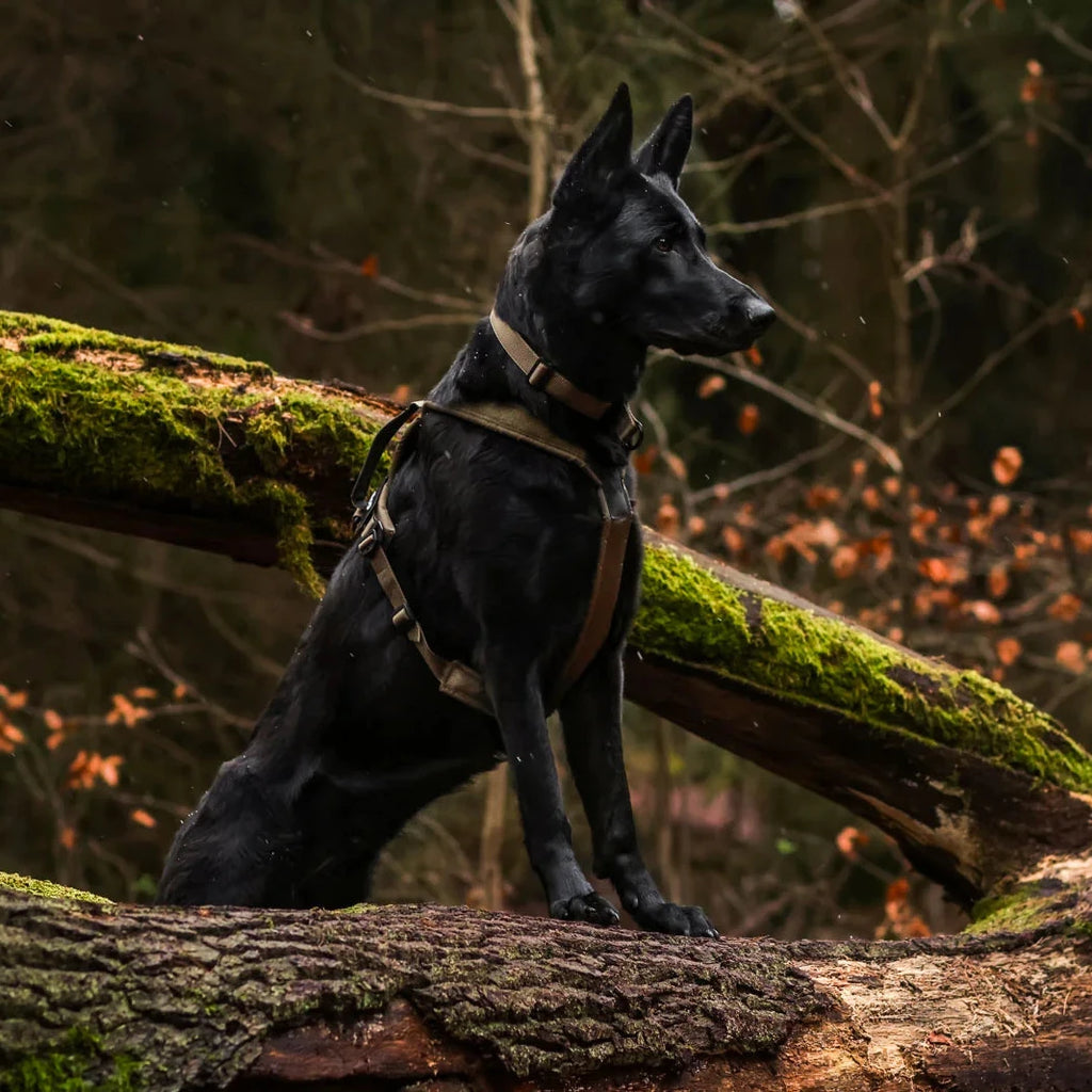 Dog sitting on a log in a forest setting