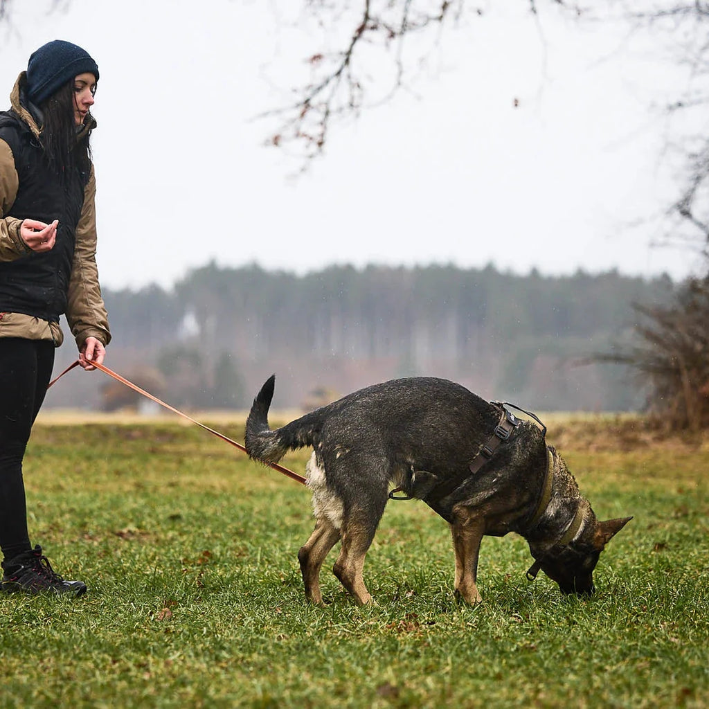Person walking a German Shepherd dog in an open field on a cloudy day.