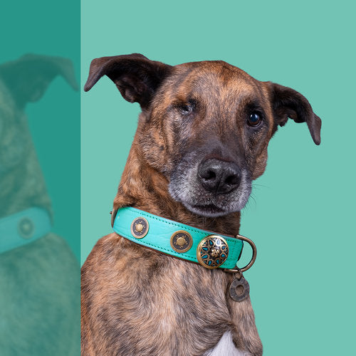 Lords and Labradors Collar Leather Turquoise Rebel Dog Collar - Dog with a Mission