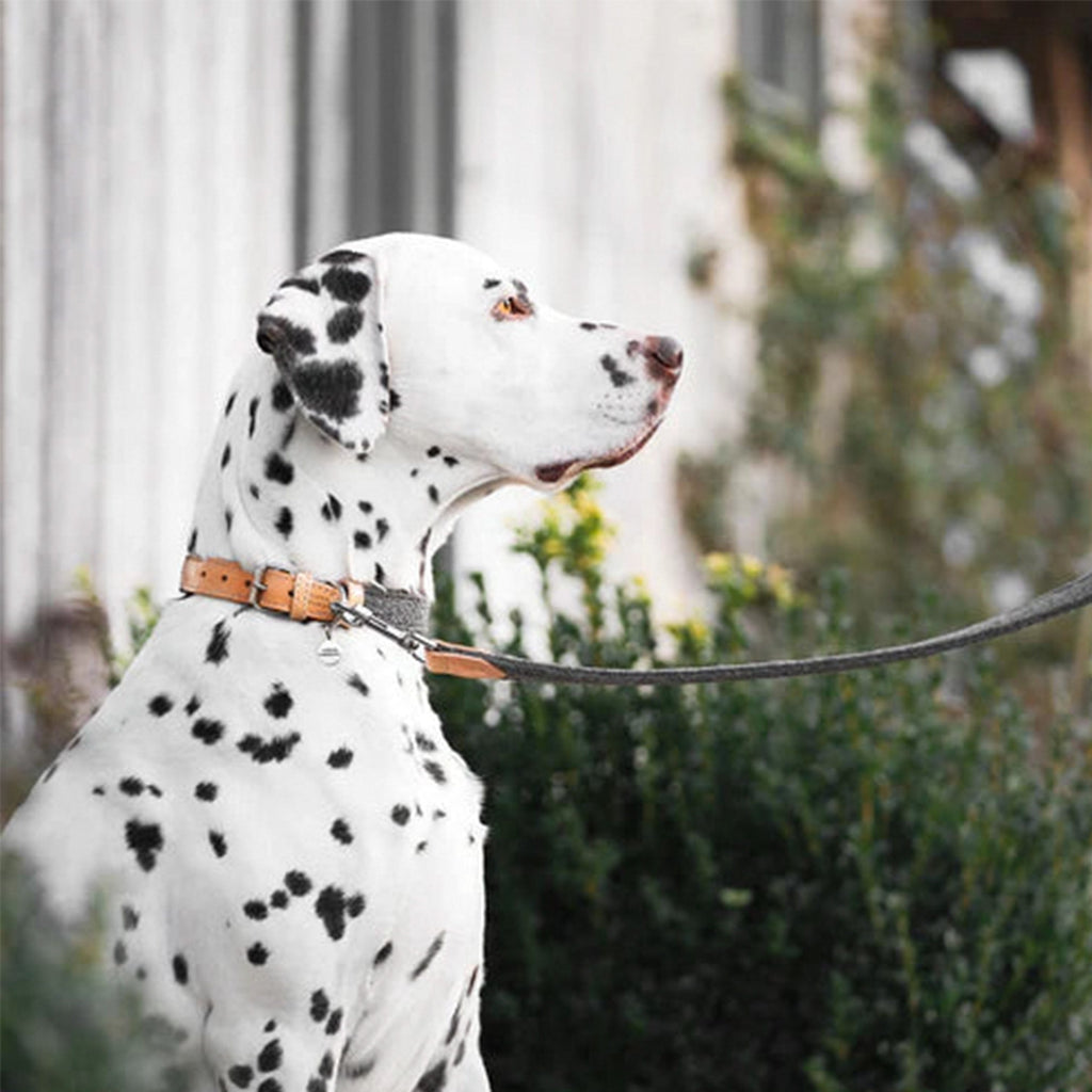 Herdwick Collar - Slickers ‚óä Doghouse