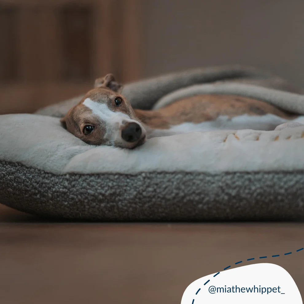 Sleepy Burrows Boucle Collection - Slickers ‚óä Doghouse
