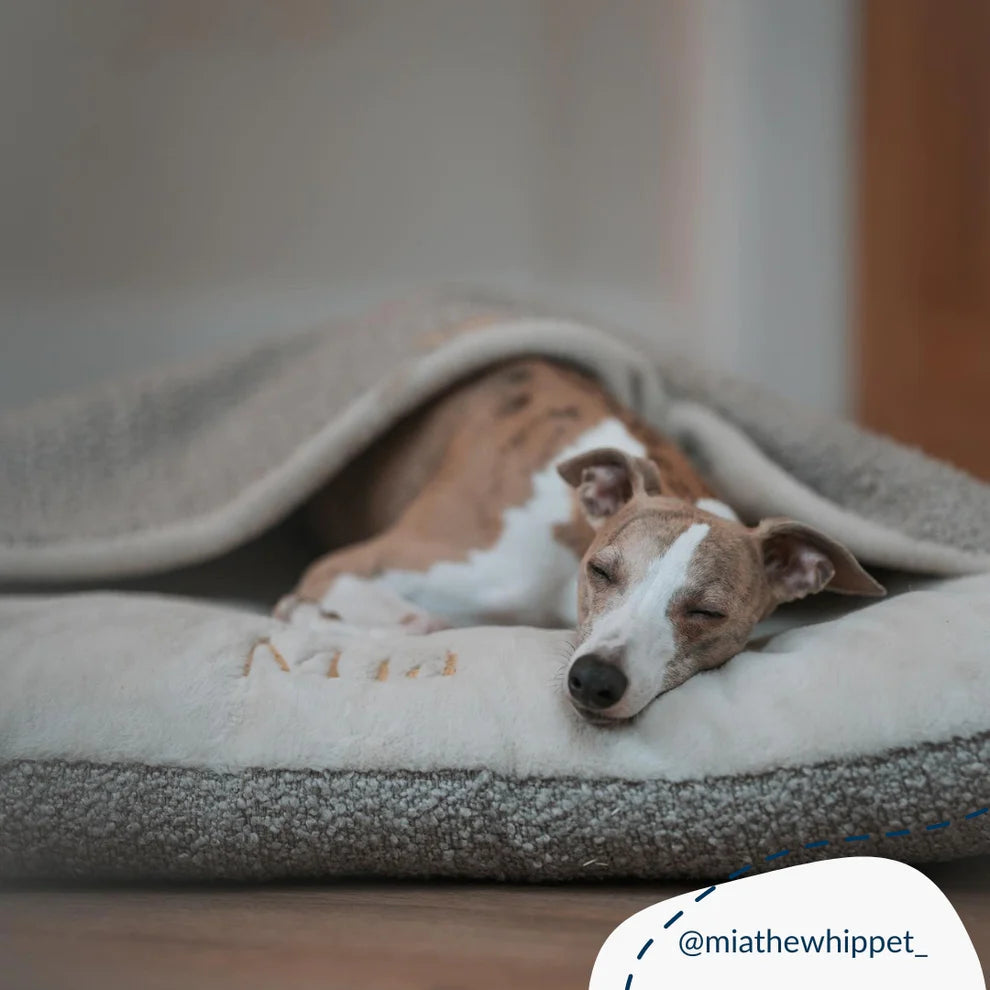 Sleepy Burrows Boucle Collection - Slickers ‚óä Doghouse