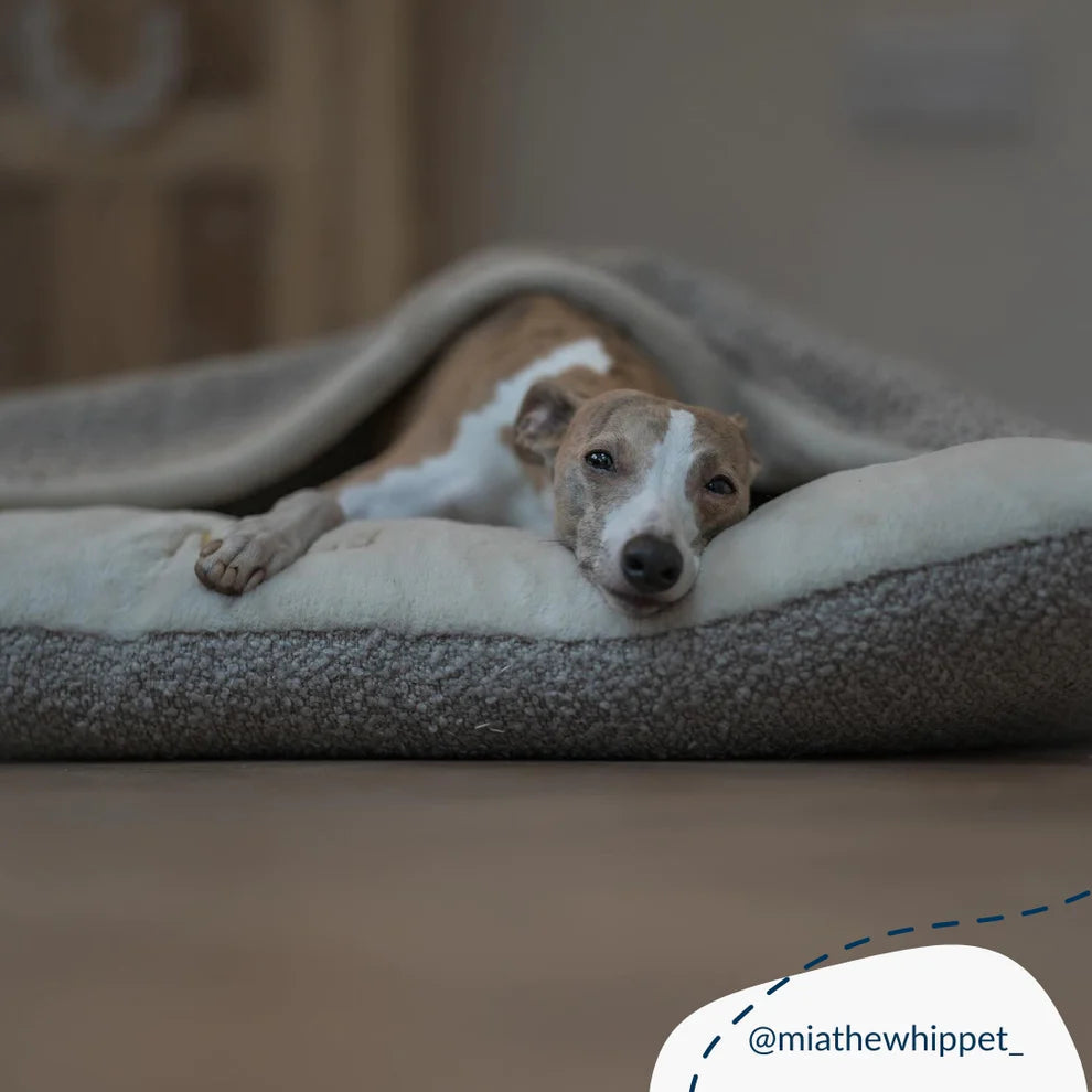 Sleepy Burrows Boucle Collection - Slickers ‚óä Doghouse