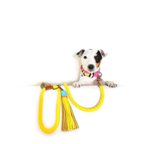 Sunny pet top supplies