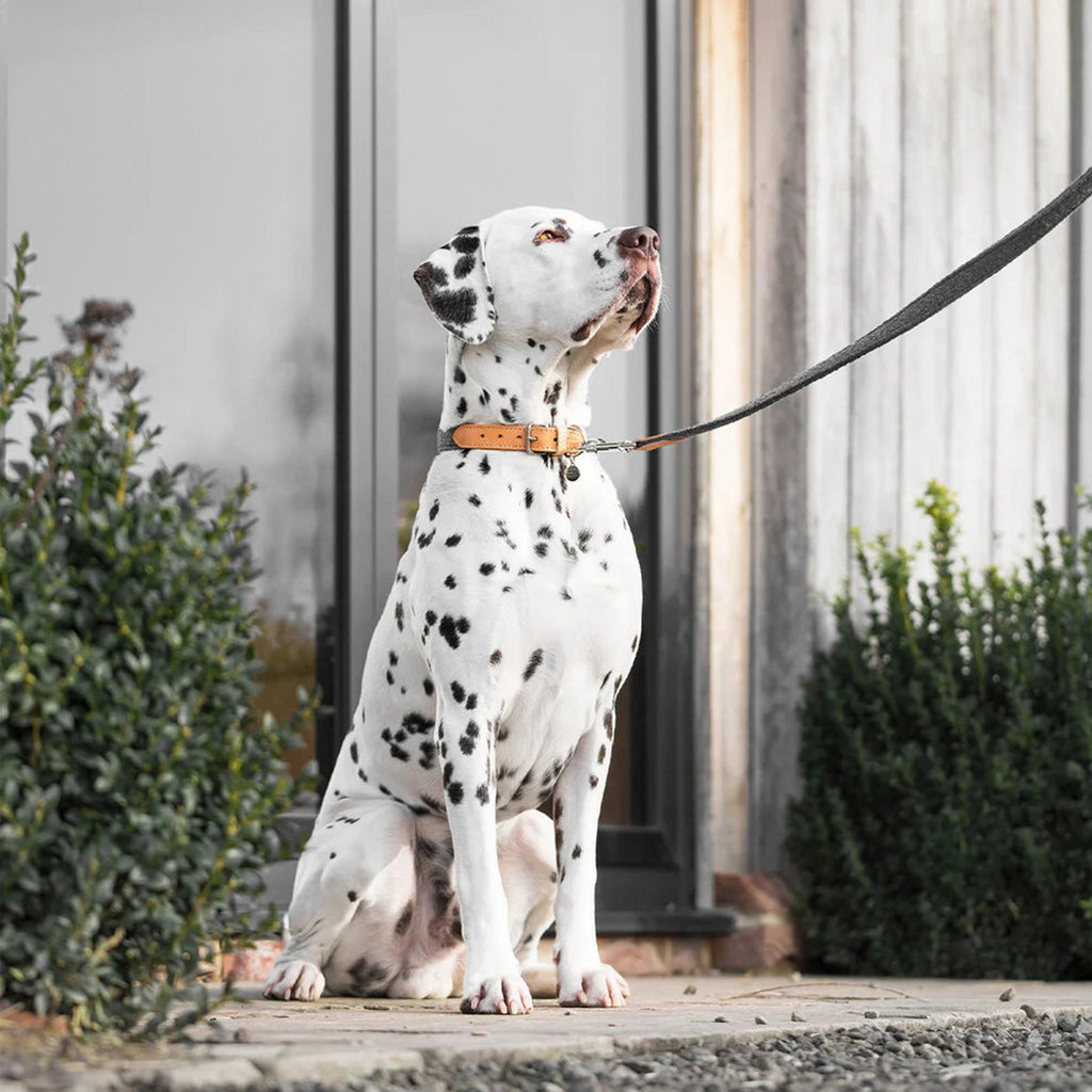 Herdwick Lead - Slickers ‚óä Doghouse