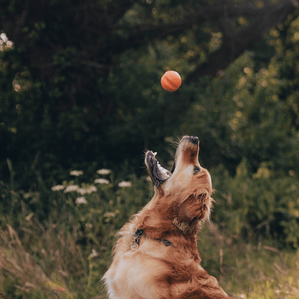 Natural Rubber Fetch Ball - Slickers ◊ Doghouse