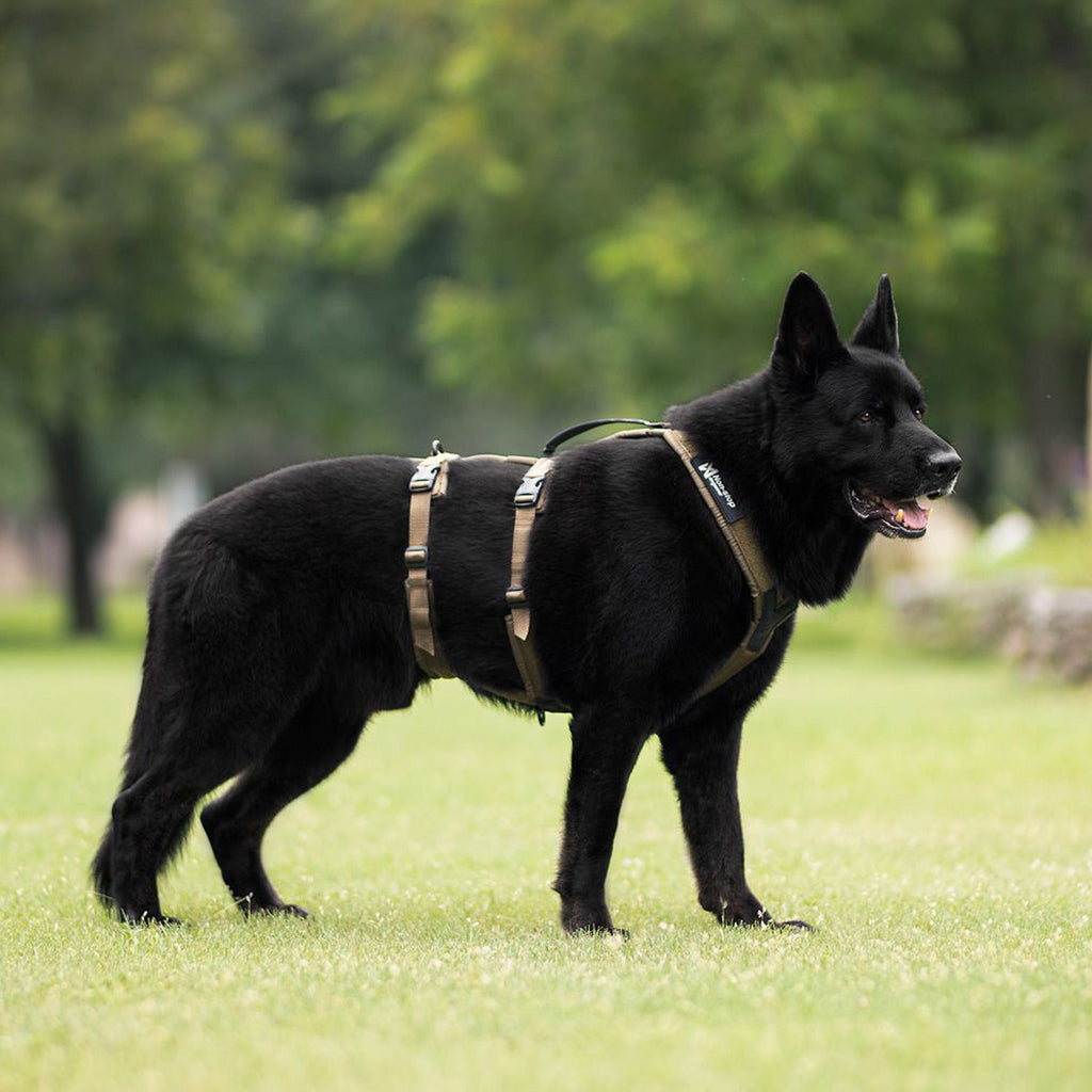 Line Harness Long WD - Slickers ‚óä Doghouse