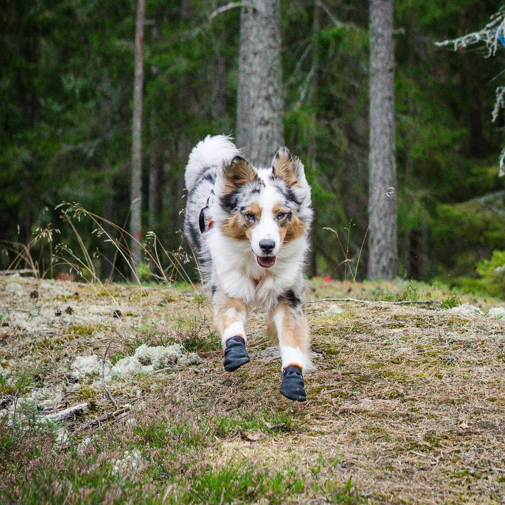 Protector bootie dog booties - Slickers ‚óä Doghouse