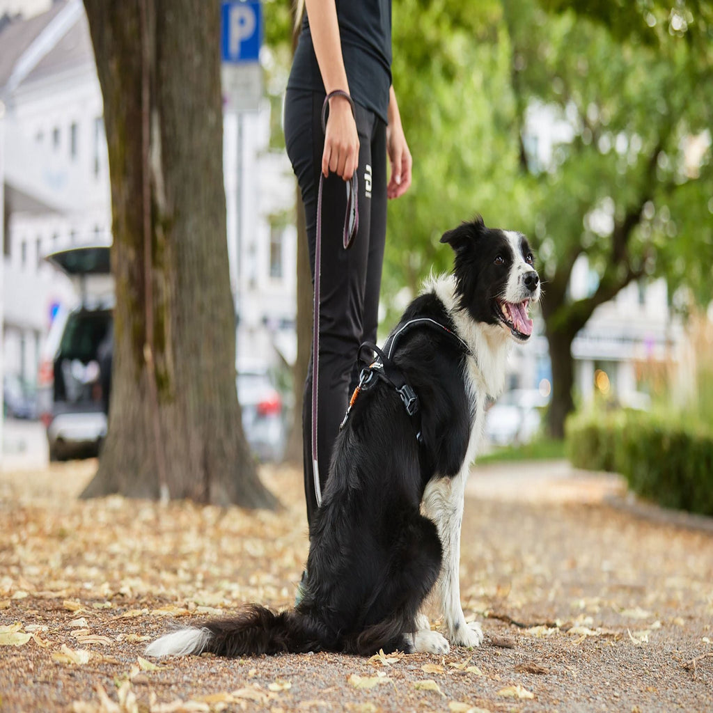 Move Leash - Slickers ‚óä Doghouse
