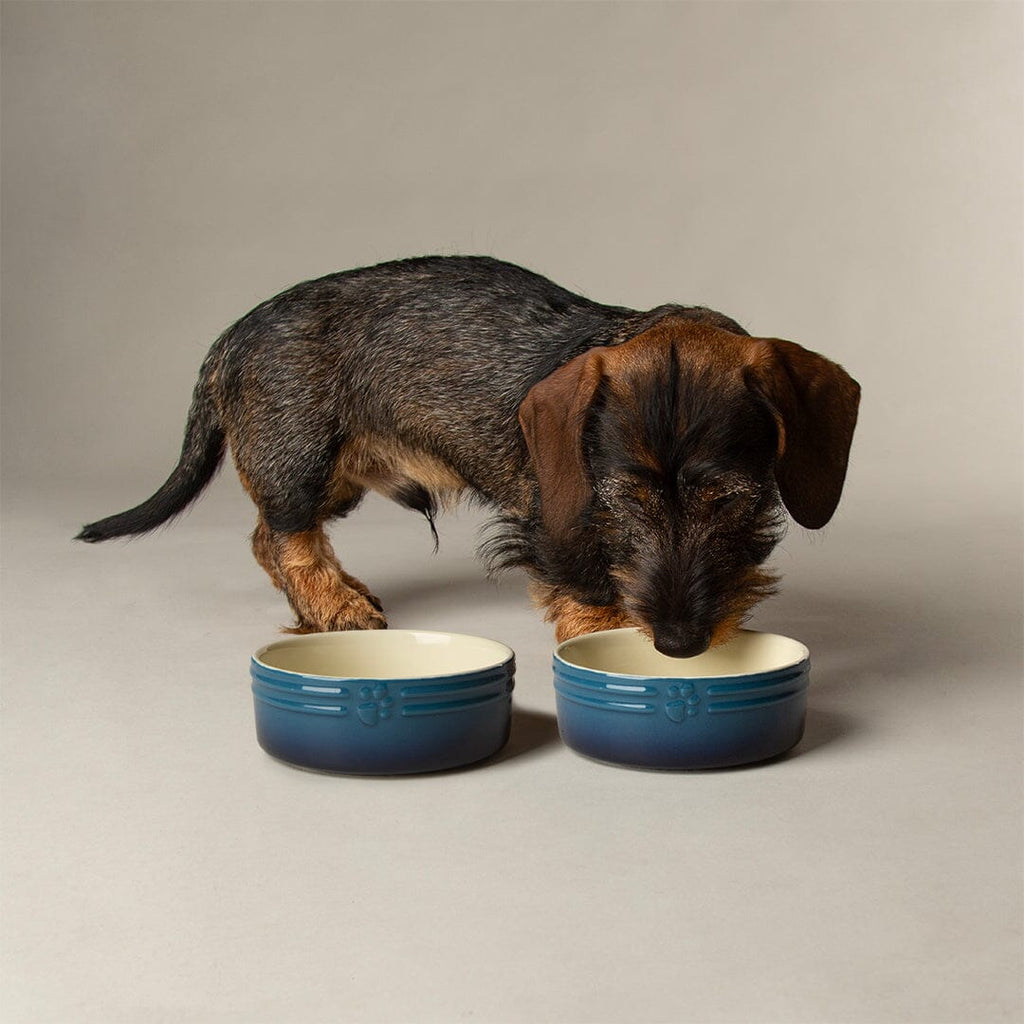 Ombre Pet Bowls - Slickers ◊ Doghouse