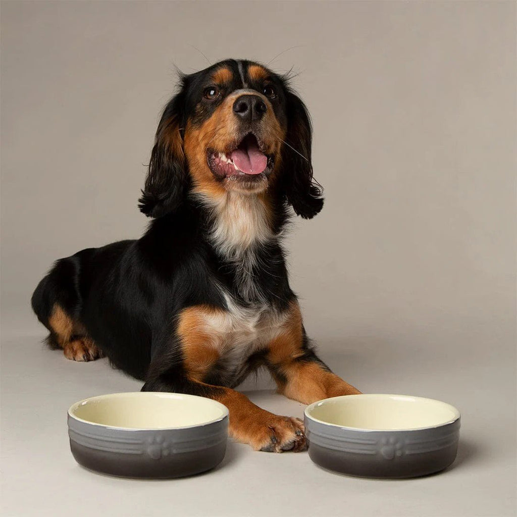 Ombre Pet Bowls - Slickers ◊ Doghouse