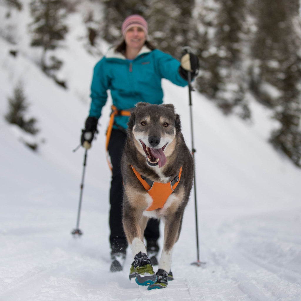 Omnijore Dog Joring System - Slickers ◊ Doghouse