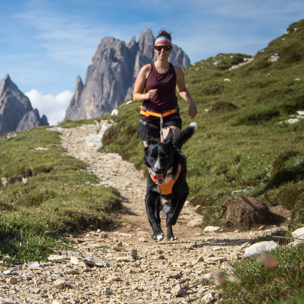 Omnijore Dog Joring System - Slickers ◊ Doghouse