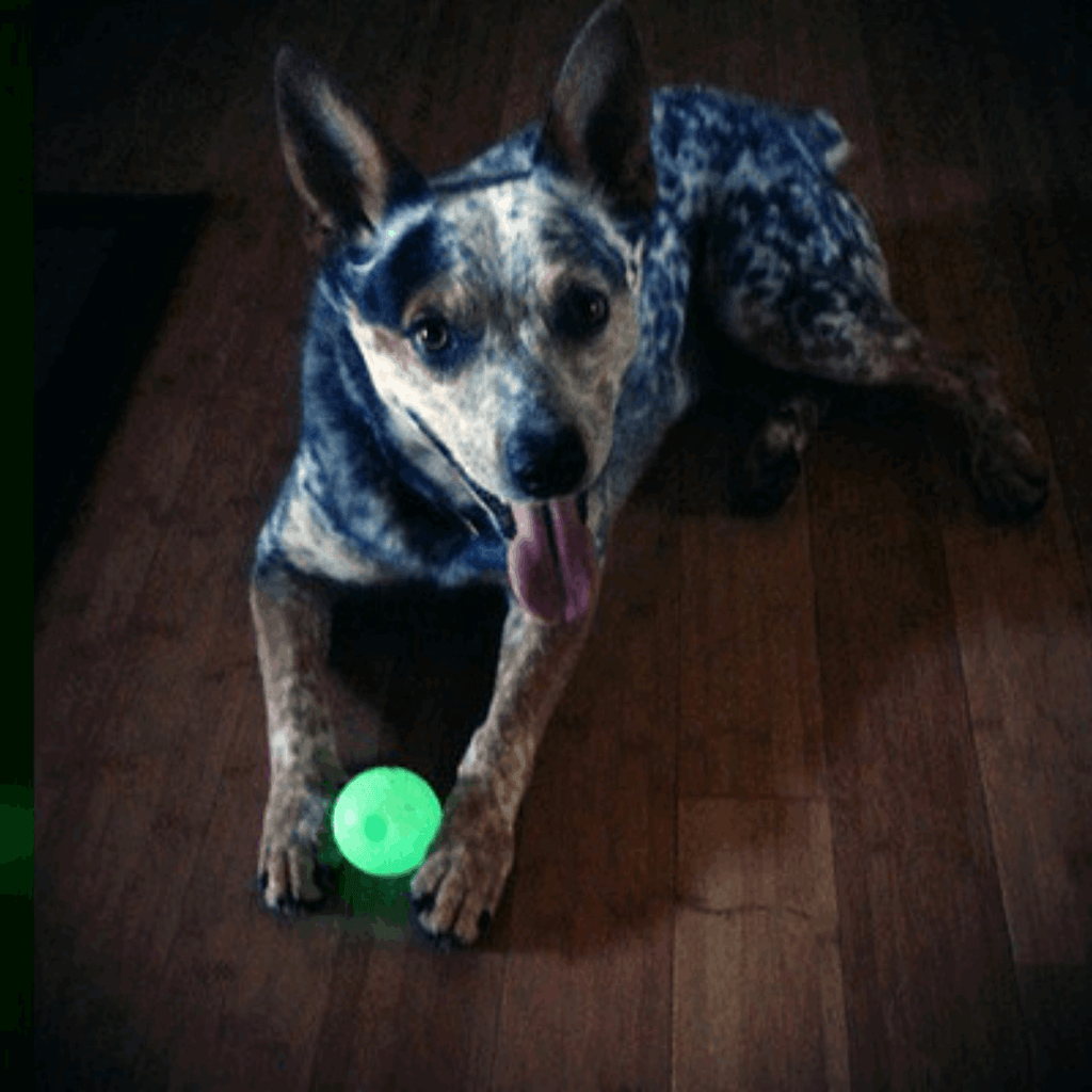 Chuckit Max Glow Balls Medium - Slickers ‚óä Doghouse