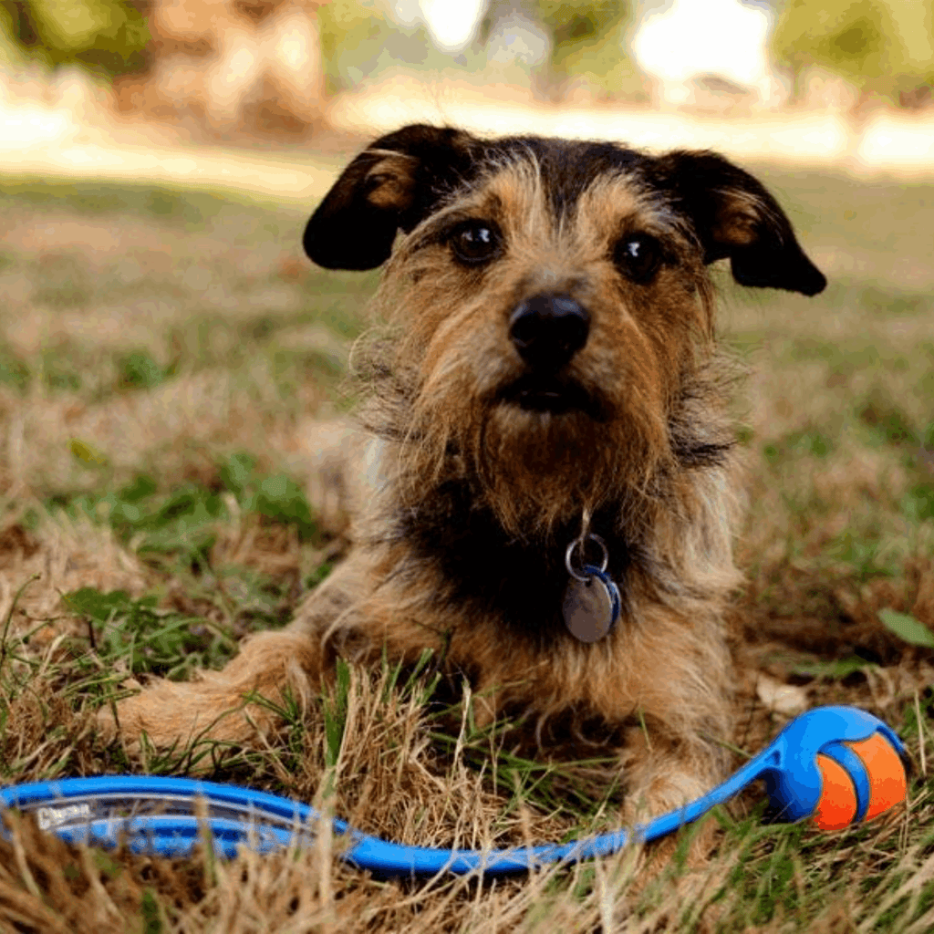 Chuckit Sport Ball Launcher - Slickers ‚óä Doghouse