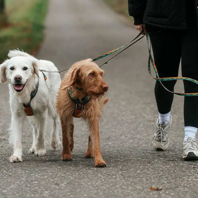 Rachel Pohl Trail Quest Leash - Slickers ◊ Doghouse