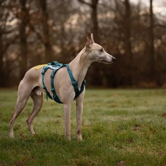 Ramble Harness Long - Slickers ◊ Doghouse