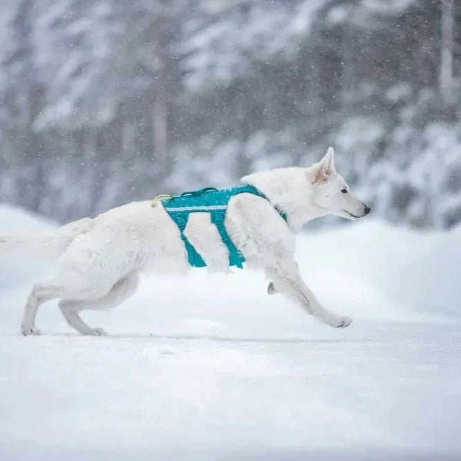 Ramble Harness Long - Slickers ◊ Doghouse