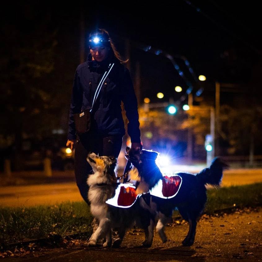 Person walking two dogs at night with reflective vests on a dark street.