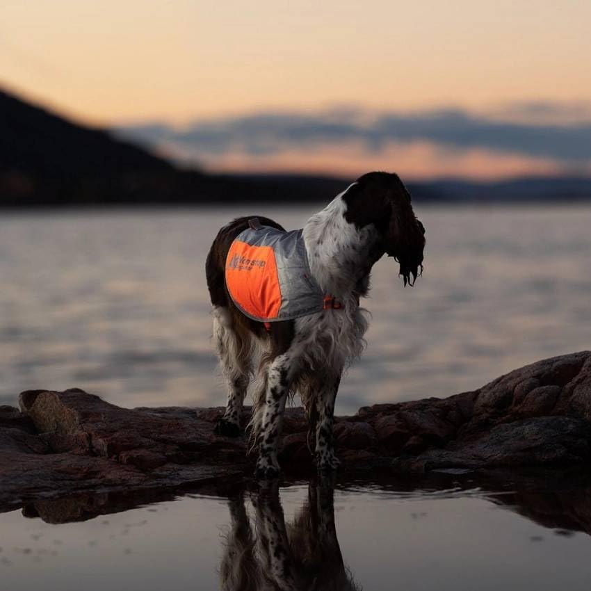 Dog wearing a reflective jacket standing on rocks by a body of water at sunset.