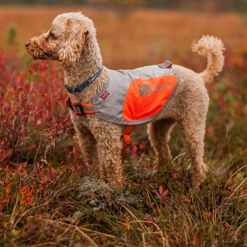 Dog wearing a reflective jacket in a natural setting