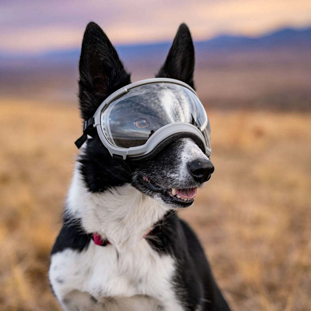 Rex Specs Dog Goggles V2 - Gallatin Grey - Slickers ◊ Doghouse