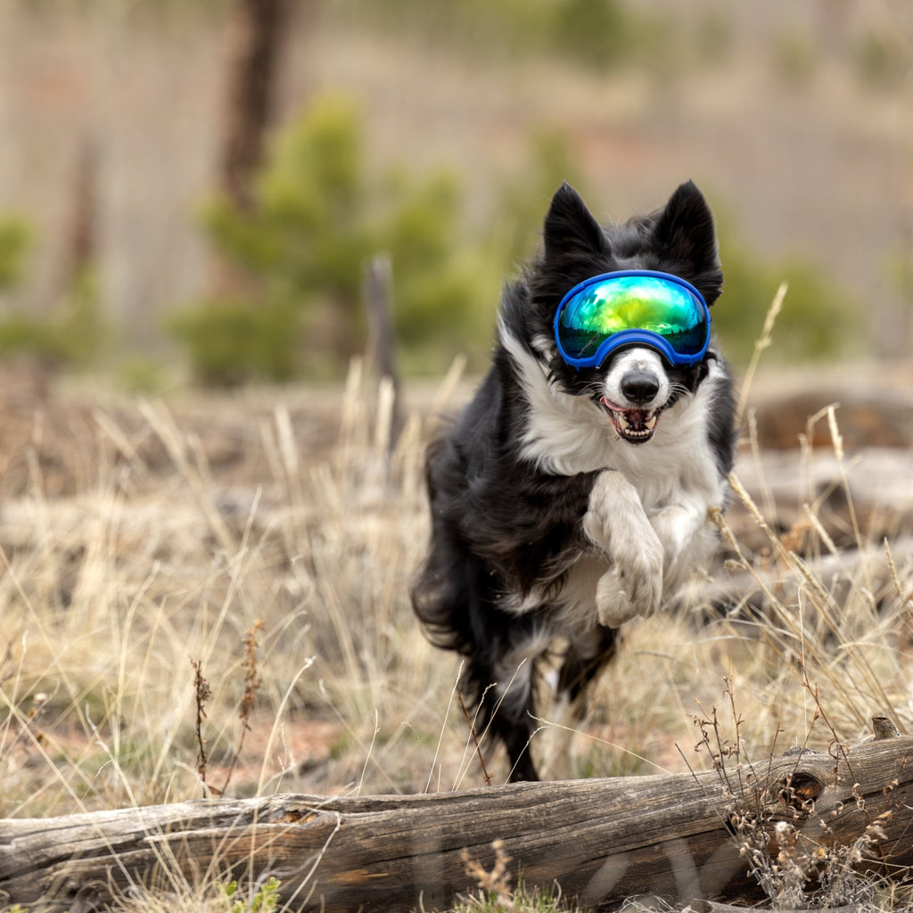 Rex Specs Dog Goggles V2 - Mountain View Mint - Slickers ◊ Doghouse