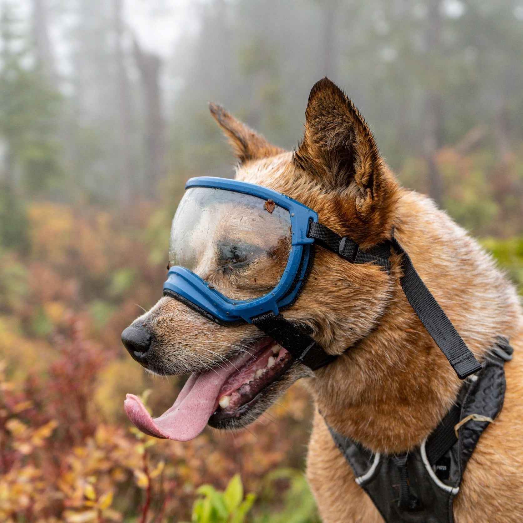 Rex Specs V2 Dog Goggles – Riptide Purple – Slickers ◊ Doghouse
