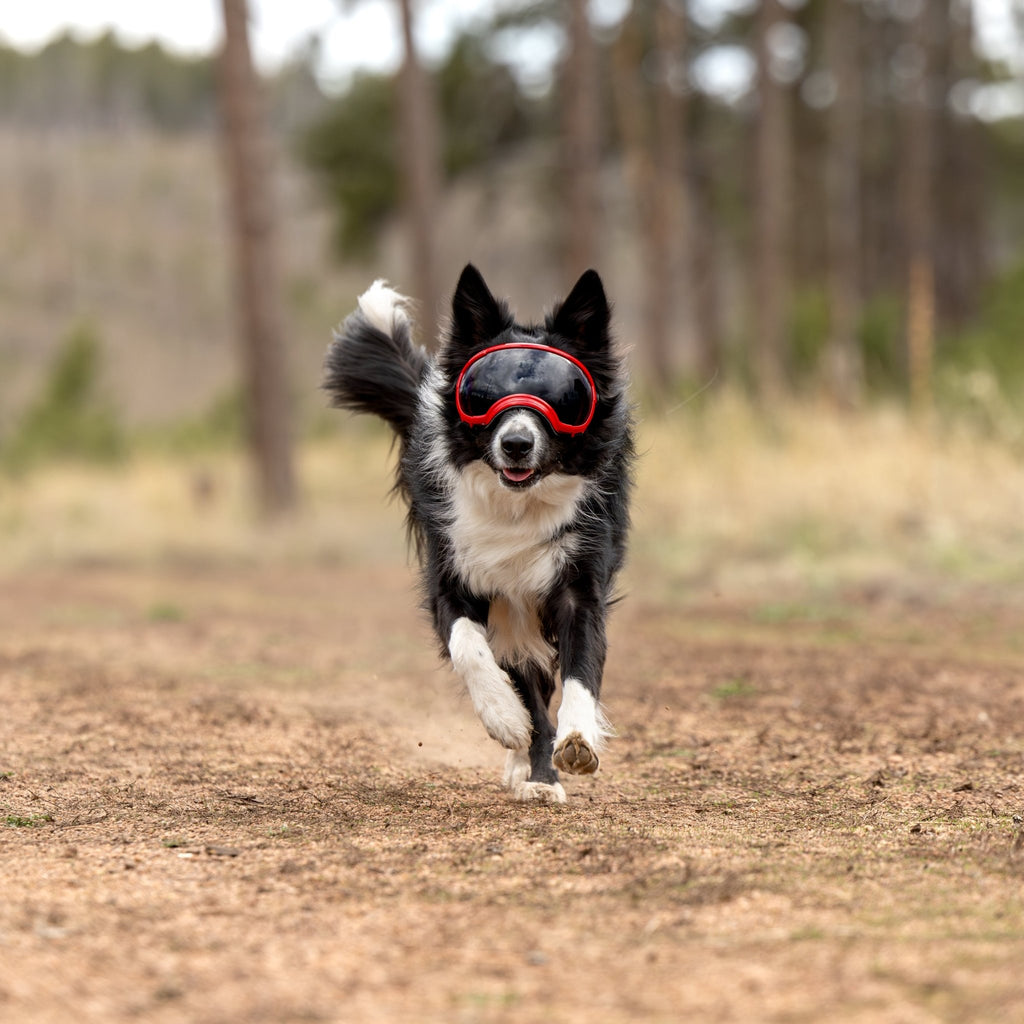 Rex Specs Dog Goggles V2 - Mountain View Mint - Slickers ◊ Doghouse