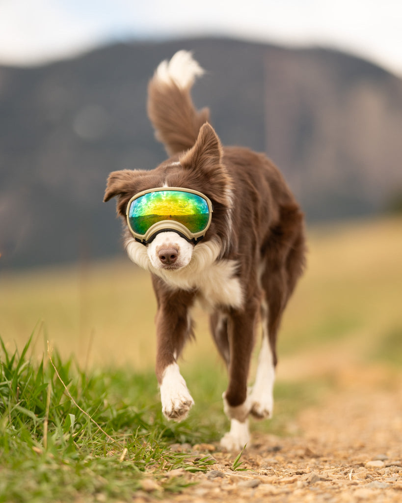 Rex Specs Dog Goggles V2 - Mountain View Mint - Slickers ◊ Doghouse