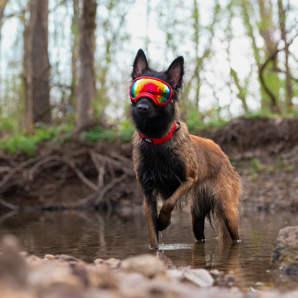 Rex Specs Dog Goggles V2 - Mountain View Mint - Slickers ◊ Doghouse