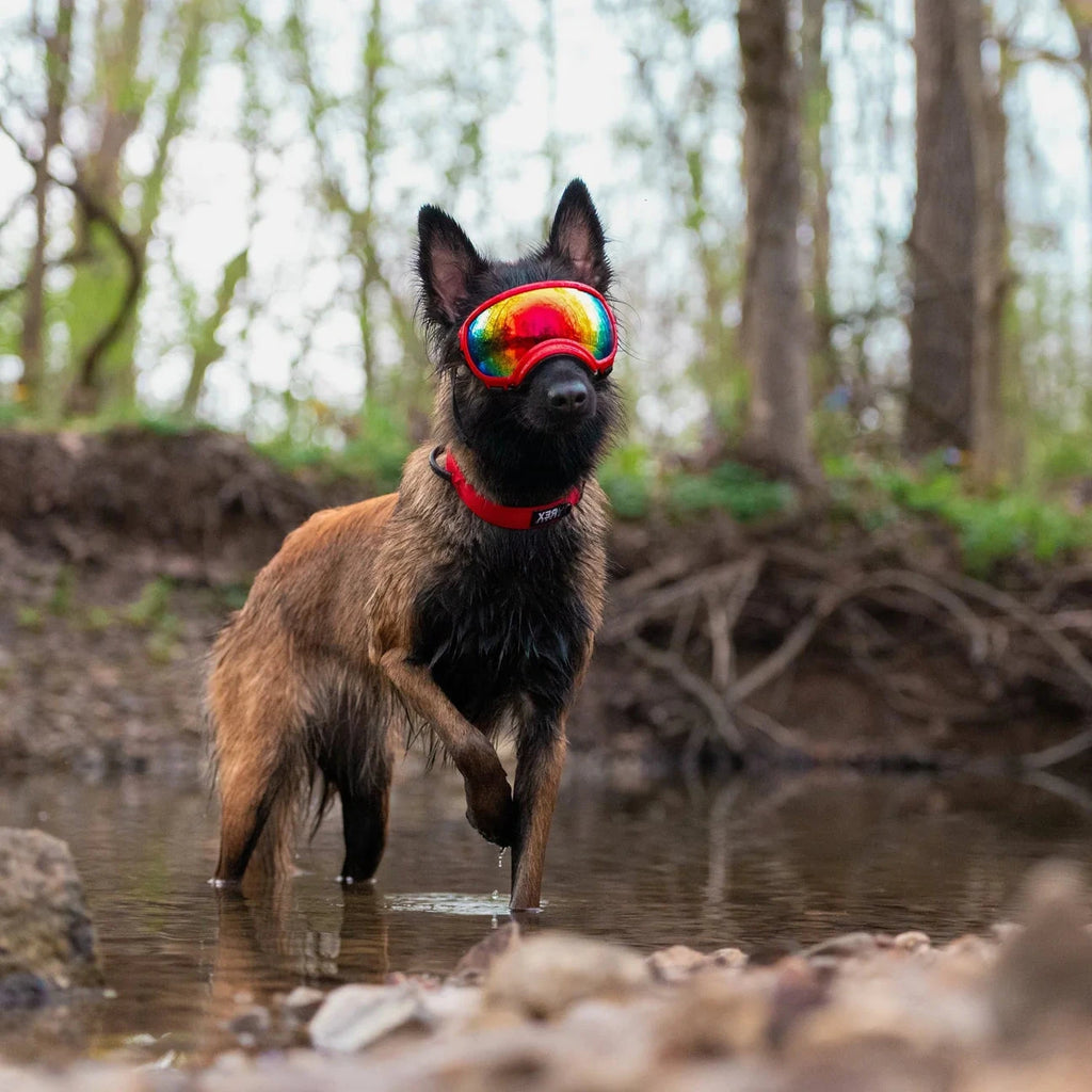 Dog wearing colorful goggles standing in water with a forest background