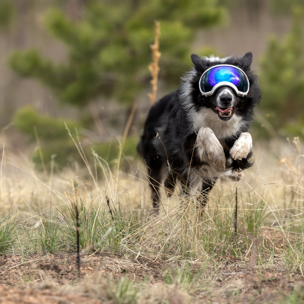 Rex Specs Dog Goggles V2 - Mountain View Mint - Slickers ◊ Doghouse