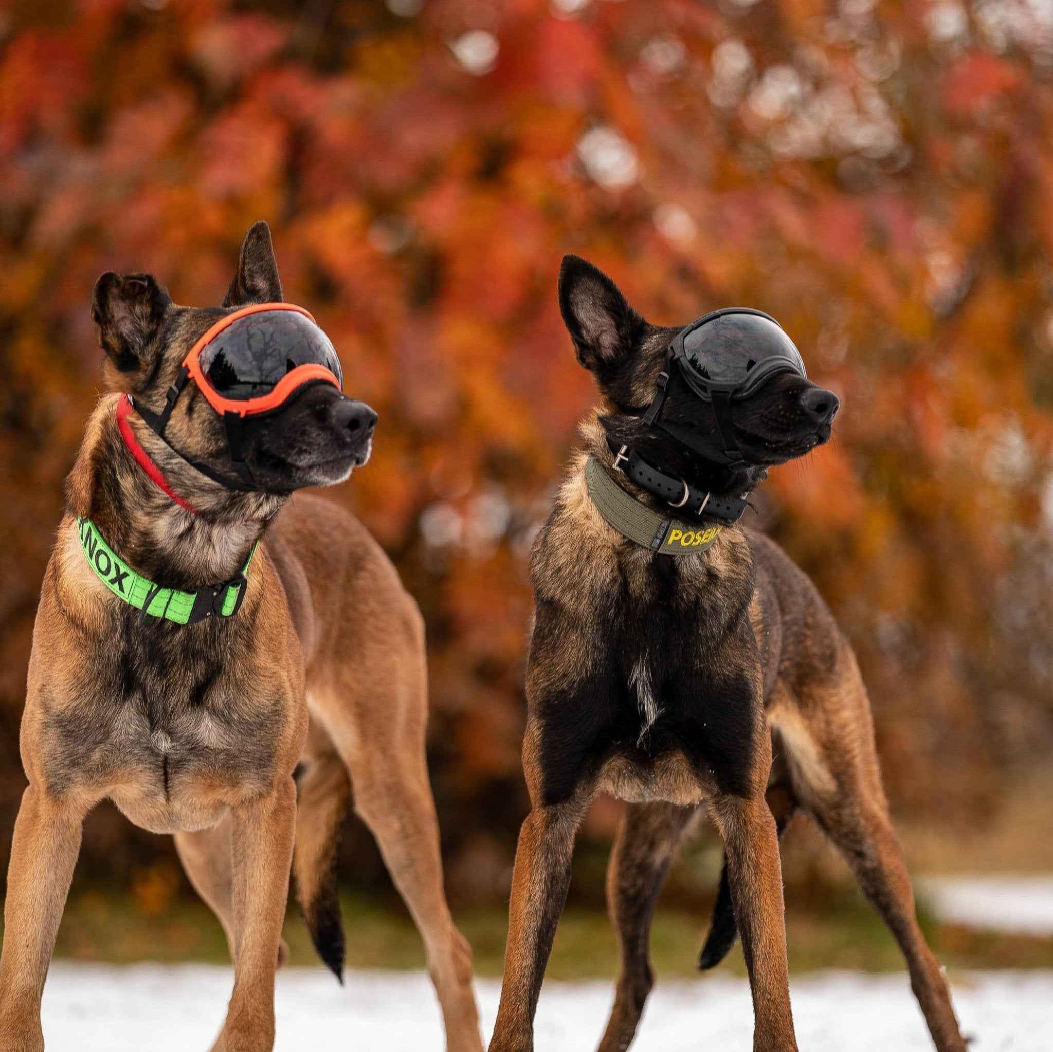Rex Specs V2 Dog Goggles – Riptide Purple – Slickers ◊ Doghouse