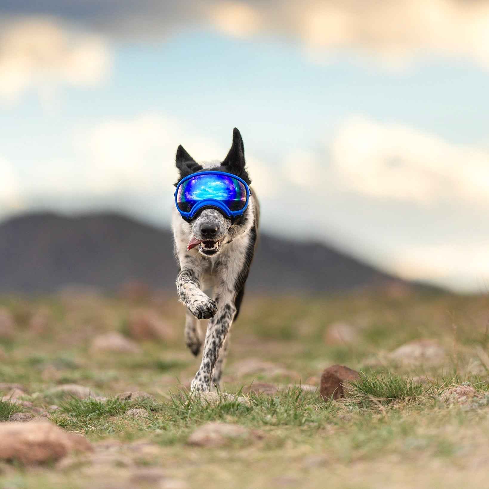 Rex Specs V2 Dog Goggles – Riptide Purple – Slickers ◊ Doghouse