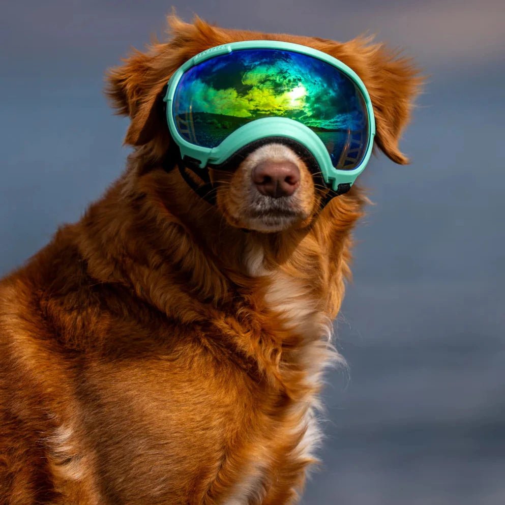 Rex Specs Dog Goggles V2 - Mountain View Mint - Slickers ◊ Doghouse