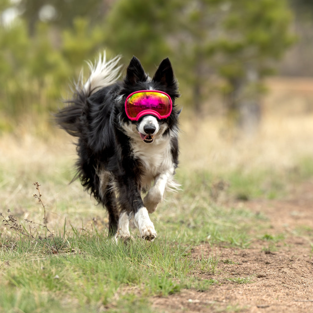 Rex Specs Dog Goggles V2 - Mountain View Mint - Slickers ◊ Doghouse