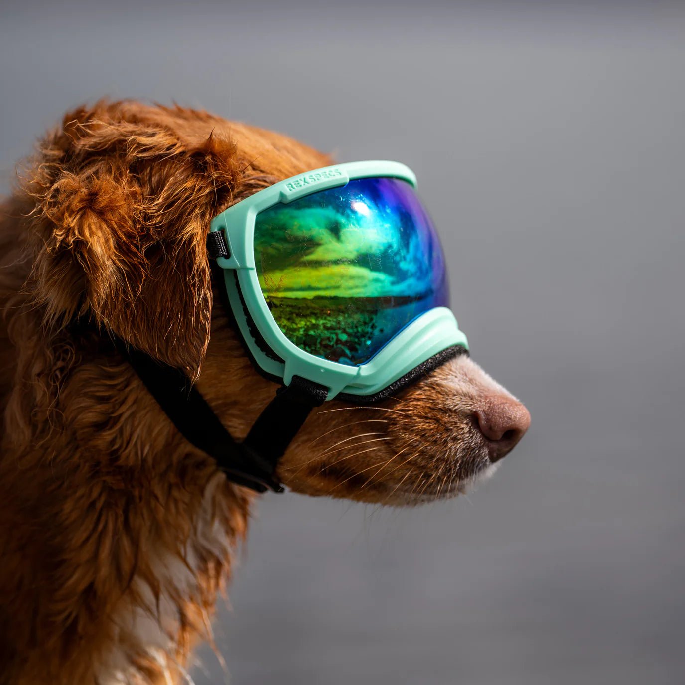 rex specs v2 dog goggles Rex Specs Dog Goggles V2 - Mountain View Mint
