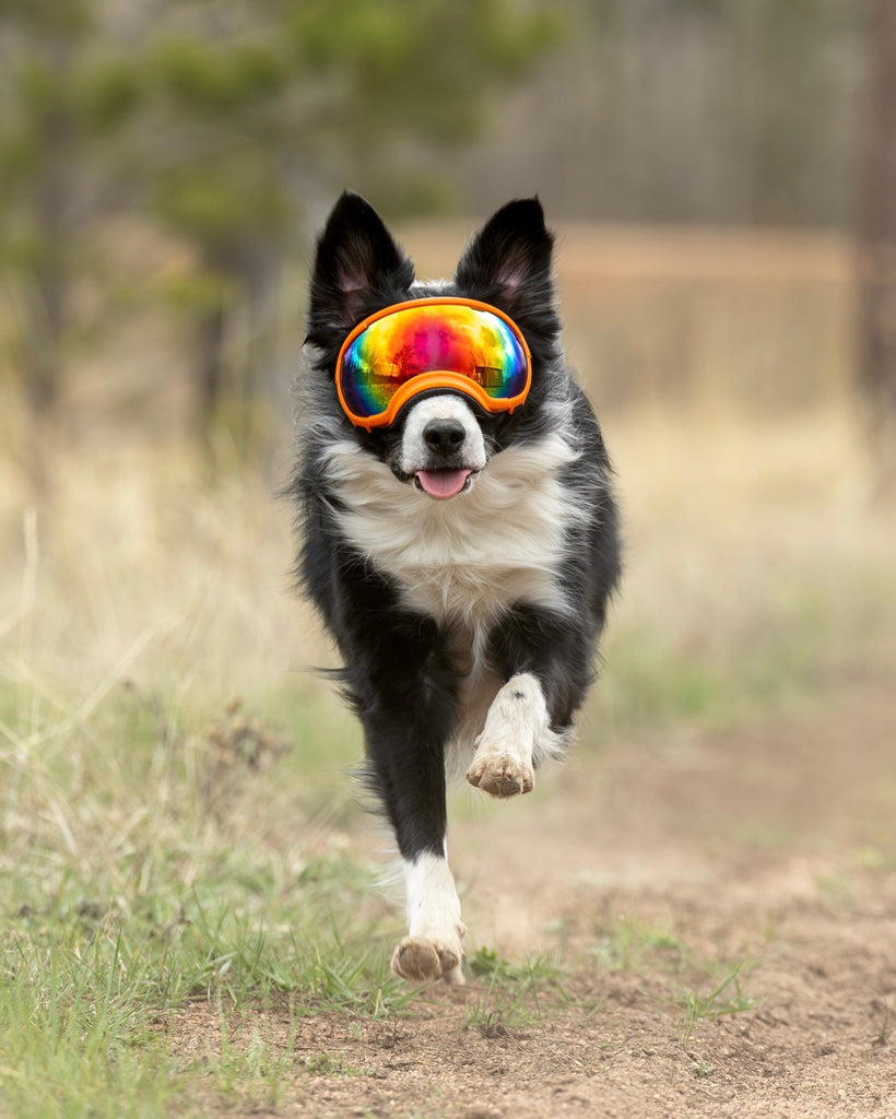 Rex Specs Dog Goggles V2 - Mountain View Mint - Slickers ◊ Doghouse