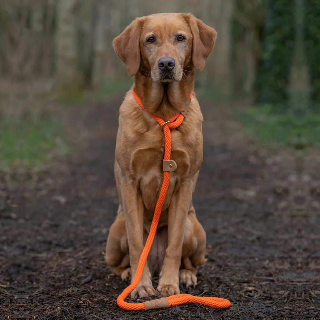 Ruff and Tumble Dog Lead - Slickers ‚óä Doghouse