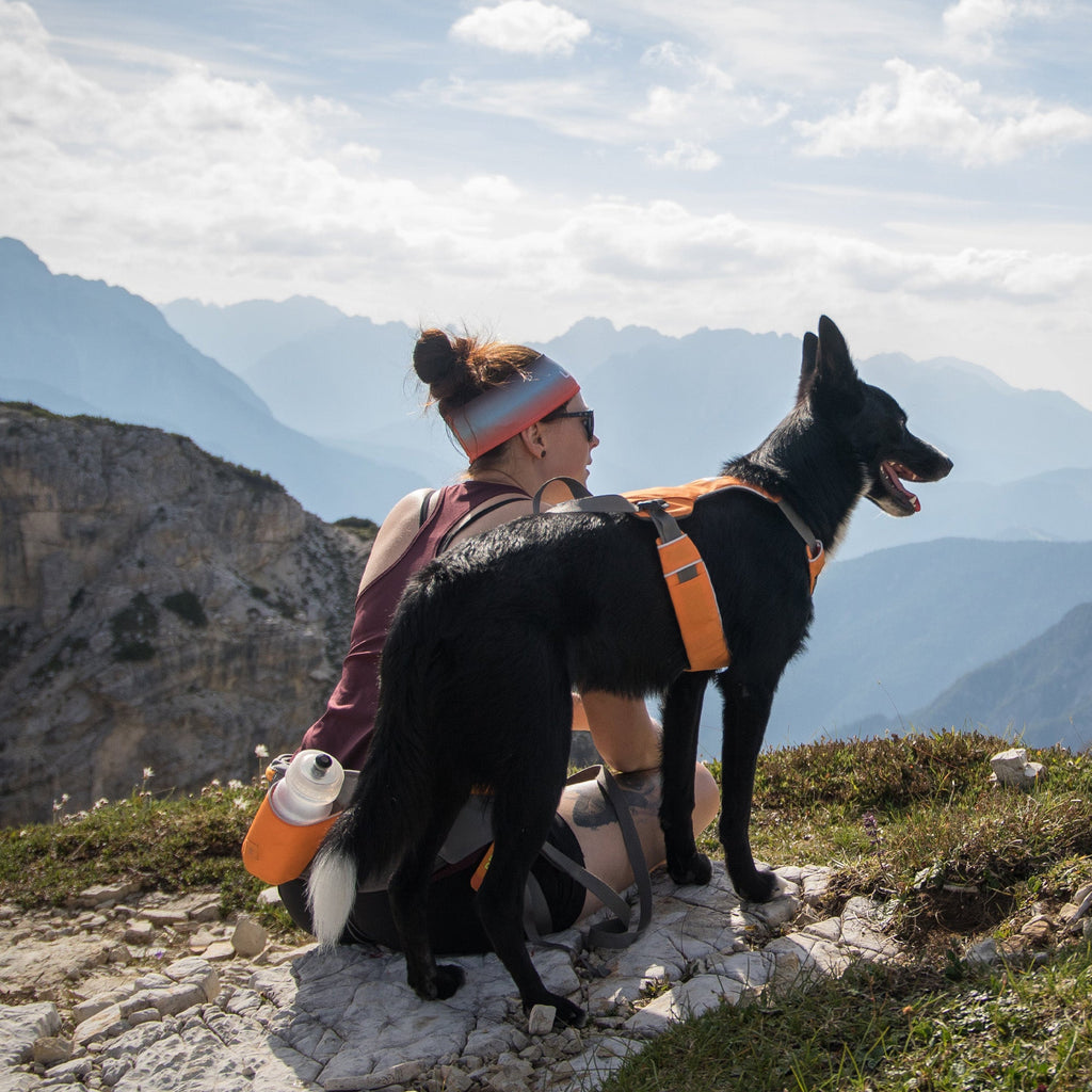 Omnijore‚Ñ¢ Dog Joring System - Slickers ‚óä Doghouse