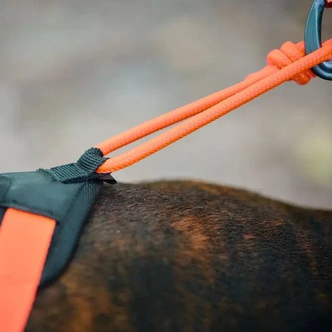 Rush Harness, Teal - Slickers ◊ Doghouse