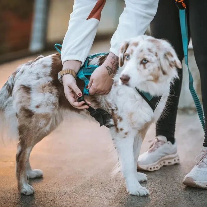 Rush Harness, Teal - Slickers ◊ Doghouse