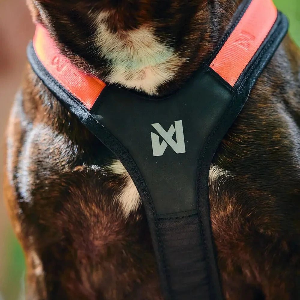 Rush Harness, Teal - Slickers ◊ Doghouse