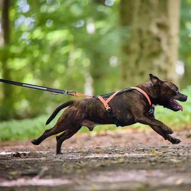 Rush Harness, Teal - Slickers ◊ Doghouse