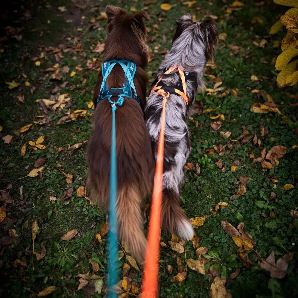 Rush Harness, Teal - Slickers ◊ Doghouse